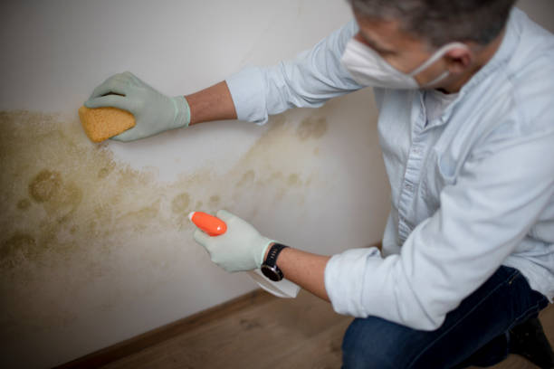 Office Mold Removal Services in Talahi Island, GA