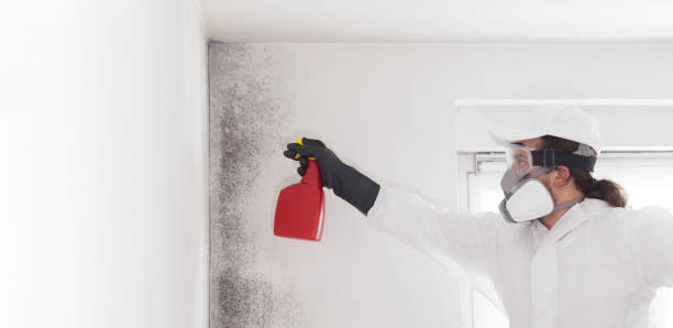 Best Professional Mold Removal  in Talahi Island, GA