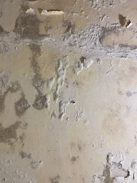Best Home Mold Removal  in Talahi Island, GA